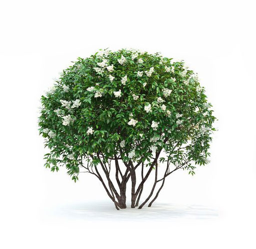 برگ نو (ترون)